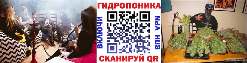 Конопля конопля Макаров